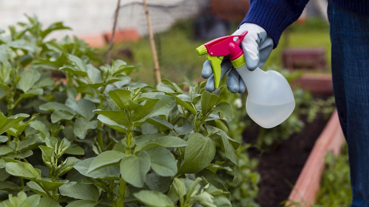 Rescata tus plantas con este abono casero y económico