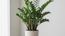 Una planta que resiste a todo. Fuente: IA Gemini. Una planta que resiste a todo. Fuente: IA Gemini.