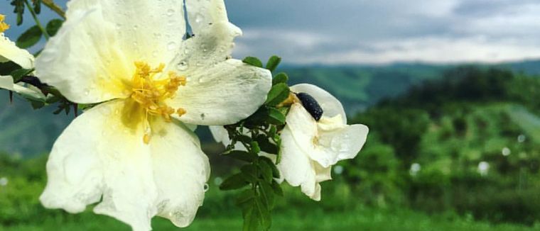 jardin El vinagre también ofrece múltiples beneficios al jardín. Foto: Flickr