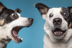 Aplica este remedio casero en la picadura de abeja de tu perro Foto: Shutterstock