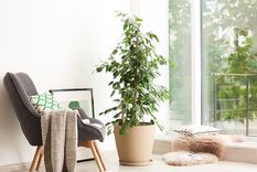 Los ficus son arbustos muy preciados como plantas de interior Foto: Adobe shock