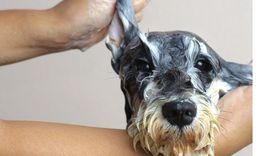 Cómo cuidar a tu mascota. Foto: Shutterstock Cómo cuidar a tu mascota. Foto: Shutterstock