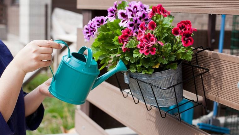 El agua de riego es importante para las plantas. (Shutterstock). Foto: Archivo