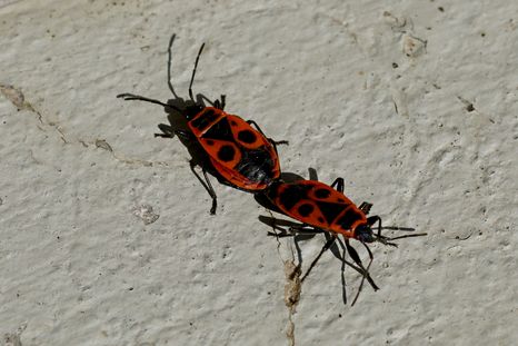 El documento sobre la chinche del arce reúne consejos para prevenir su presencia en casas, veredas y espacios verdes. El documento sobre la chinche del arce reúne consejos para prevenir su presencia en casas, veredas y espacios verdes.