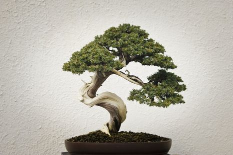 ¿Qué es un Bonsái? La palabra Bonsái es un término japonés que significa “plantado en una maceta”. Esta planta está relacionada con la fortuna y la buena suerte. Foto: Wikipedia