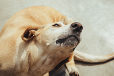 Es importante que actúes rápidamente para ayudar a tu mascota Foto: Shutterstock