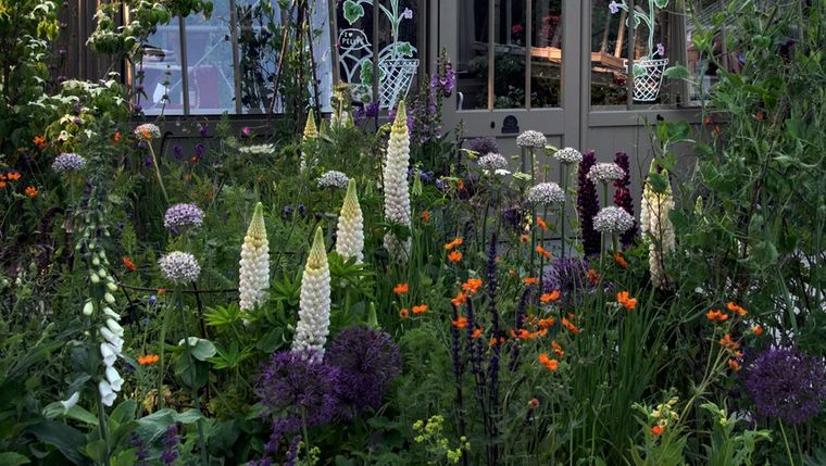 Por su crecimiento agresivo muchos deciden resignar en sus jardines el cultivo de pintorescas especies de plantas.&nbsp; Créditos: Future/Jacky Hobbs