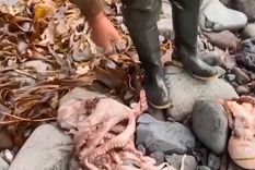 Animales muertos en la costa de Kamchatka.