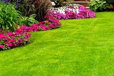 Los amantes de la jardinería buscan tener un pasto verde y saludable en sus jardines. Foto: Shutterstock