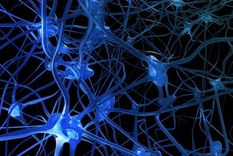 crean un cerebro que se mantiene vivo nueve semanas