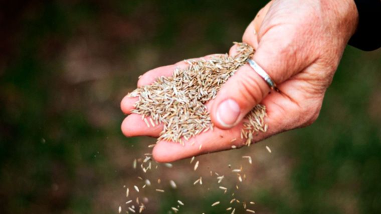 En marzo las plantas se pueden sembrar y florecen en primavera. Foto: amazon.com
