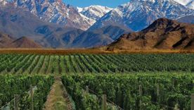 Viñedos de la Patagonia. Foto: Foto: lmneuquen.com