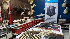 Un taller clandestino dedicado a la taxidermia fue allanado en las últimas horas en el partido bonaerense de Berazategui. Foto: Ministerio de Ambiente de la Nación