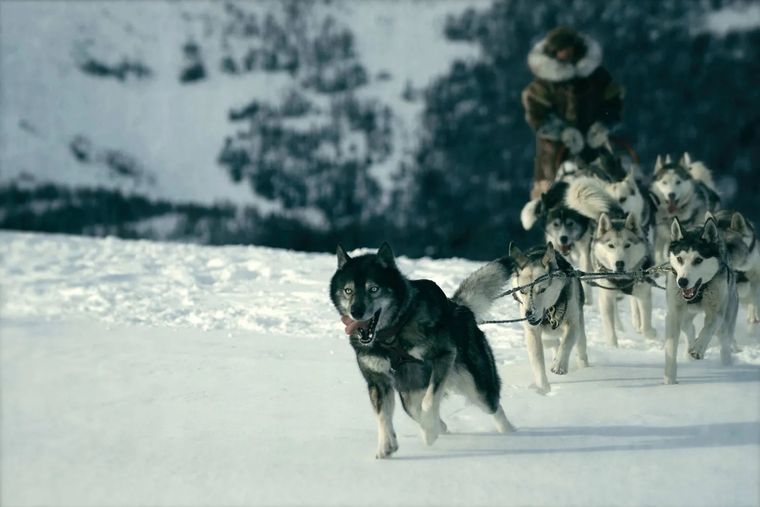 Perros haciendo historia en película de Netfix sobre hechos reales. Togo, el héroe de un gran rescate histórico.