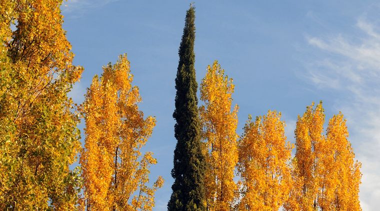 Las hojas de los álamos se tiñen de amarillo Foto: ALF PONCE MERCADO / MDZ