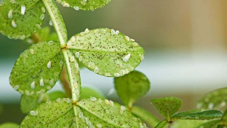Trampas cromáticas, una opción fácil de combatir las plagas del jardín Foto: Hogarmanía
