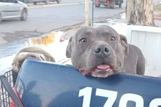 El pitbull estaba suelto en la ciudad y atacó al menos a cinco personas Foto: X