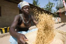 Los cultivos de arroz en gambia ya sufren las consecuencias del cambio climático. Foto: EDUCATION IMAGES