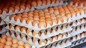 Récord de consumo de huevos en 2025 Récord de consumo de huevos en 2025