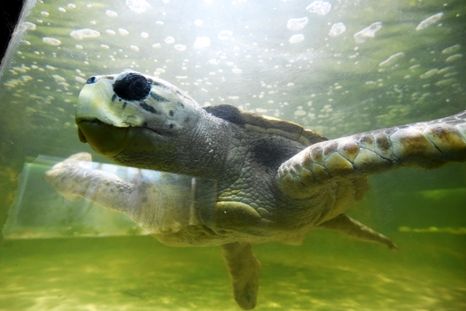 El tortugo Jorge antes de ser trasladado a Mar del Plata. Foto: Gentileza El tortugo Jorge antes de ser trasladado a Mar del Plata. Foto: Gentileza