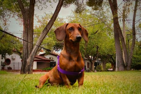 Con este tip de limpieza, los perros y gatos ya no orinarán más en lugares no deseados Foto: Rodrigo Carrizo