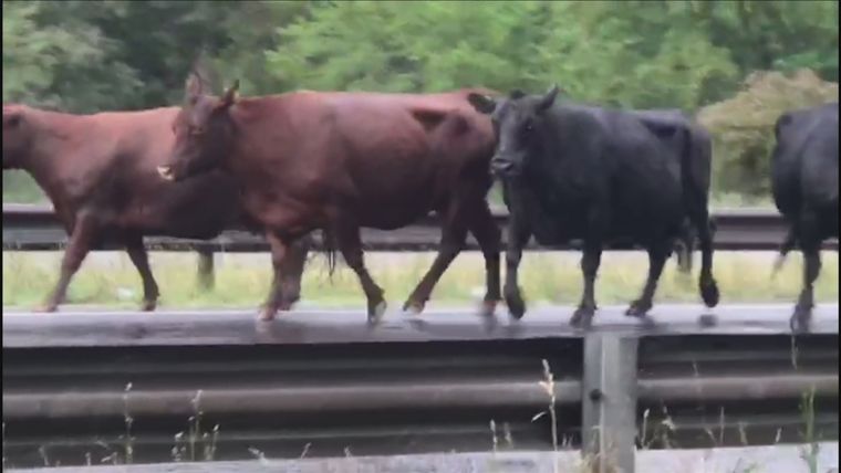 Las vacas corrieron por la autopista tras el vuelco del camión
