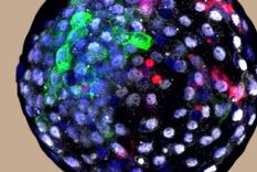 Un nuevo experimento ha generado debate. Foto: WEIZHI JI/KUNMING UNIV OF SCIENCE AND TECHNOLOGY