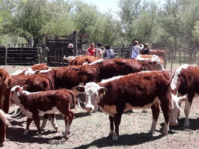 Una imagen cotidiana en la Galileo Vitali.