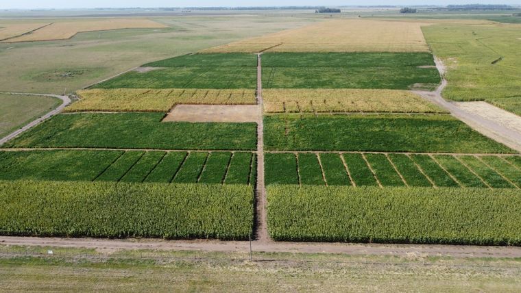 ¿Qué precisa la Argentina del campo? Foto: Ernesto Marcenaro