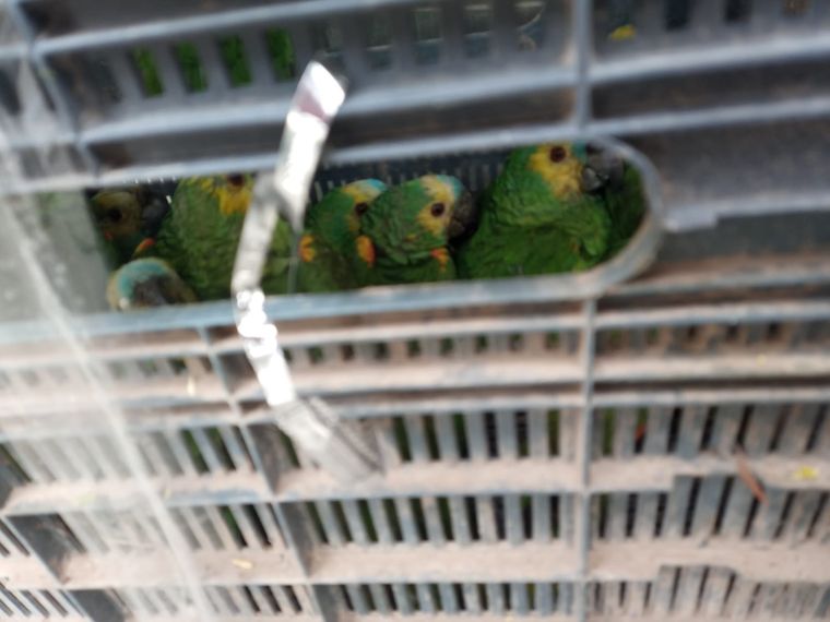 Alerta por casos de psitacosis, enfermedad que transmiten las aves salvajes en contacto directo con personas. Foto: Gendarmería Nacional