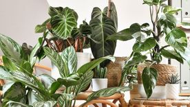 La palta, además de rica y nutritiva, es muy beneficiosa para nuestras plantas Foto: Shutterstock