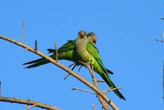 mendoza busca evitar que las catas invasoras se instalen en zonas cultivadas