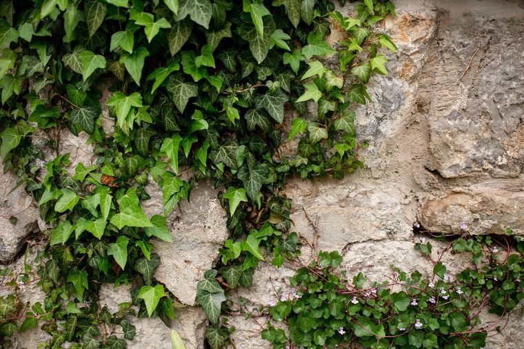 Plantas: conoce la diferencia entre enredadera y trepadora Plantas: conoce la diferencia entre enredadera y trepadora