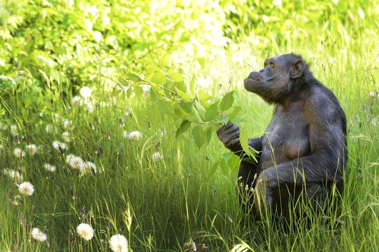 Tomy, el histórico chimpancé que durante más de cuatro décadas vivió en el actual Bioparque de La Plata, murió este miércoles por la mañana. Tenía 49 años. Fotos: 0221
