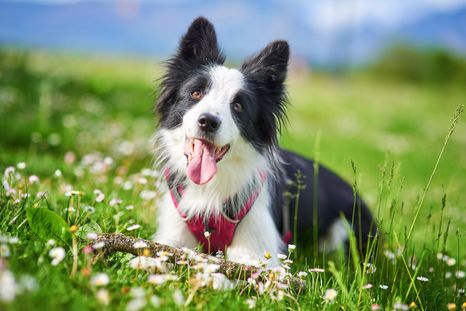 Este es un gran consejo para el cuidado de tu mascota Foto: SHUTTERSTOCK