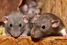 ratas canibales y dispuestas a todo por escasez de comida en pandemia