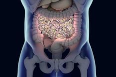 intestino El intestino, según el trabajo, está muy vinculado con el envedecimiento. Foto: Efe.