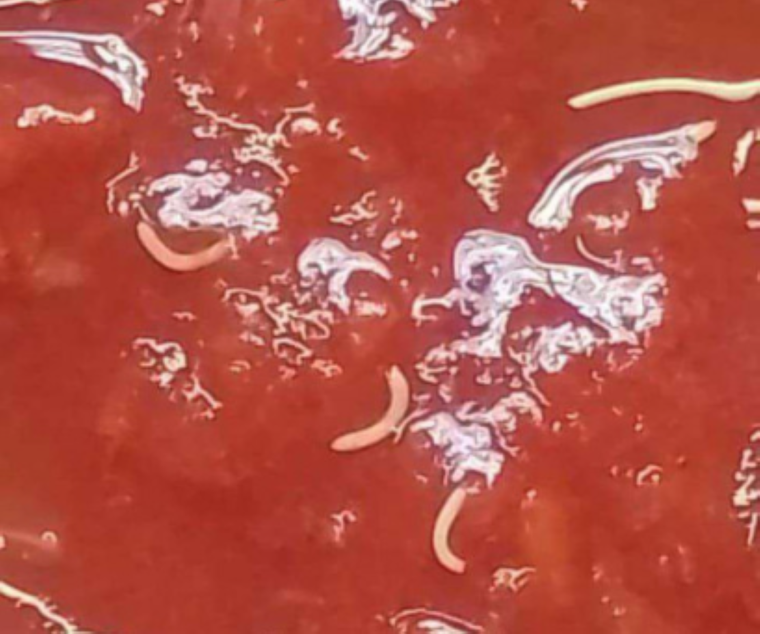 La Anmat detectó un lote de salsa de tomate que contenía un microorganismo llamado microstomum sp.