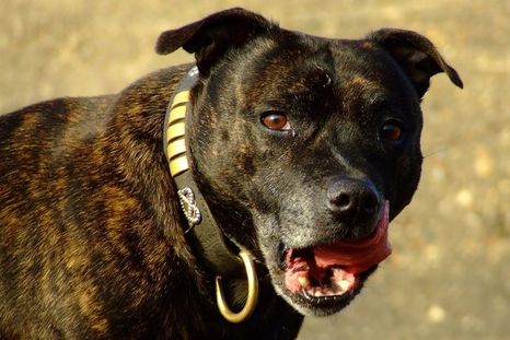 Bull terrier drogado mató a su dueño