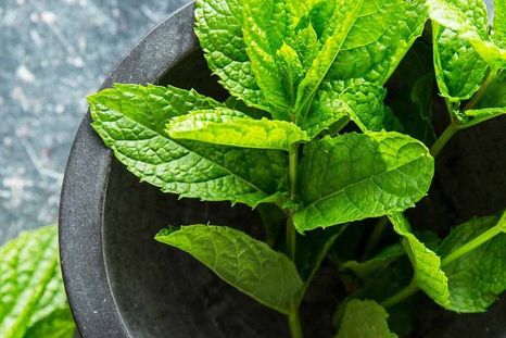 Una manera de revivir la menta. Fuente: Freepik.