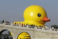 revivio el pato gigante que sorprende a taiwan