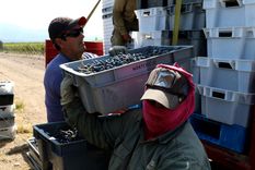 Las economías regionales están en rojo Foto: Maximiliano Ríos/MDZ Las economías regionales están en rojo Foto: Maximiliano Ríos/MDZ