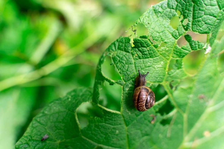 JARDÍN Los caracoles pueden hacerle agujeros a las hojas de las plantas Foto: SHUTTERSTOCK