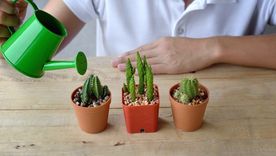 Cactus: sus enfermedades y cómo cuidarlos Foto: SHUTERSTOCK