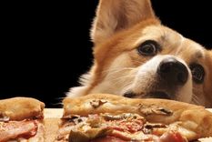 La pizza con salsa de tomate es un alimento que también solemos compartir con nuestro animal Foto: Shutterstock
