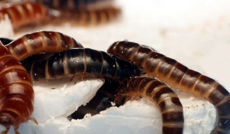 La harina de gusanos es una variante que se popularizó entre los últimos años Foto: Dpa.