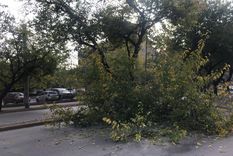 El árbol cayó a la calle luego de que un camión se llevara por delante una de sus ramas Foto: Gentileza El árbol cayó a la calle luego de que un camión se llevara por delante una de sus ramas Foto: Gentileza