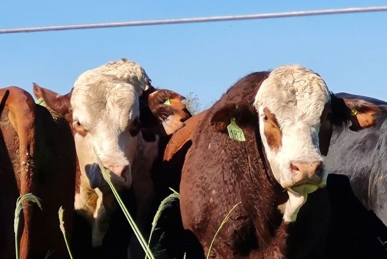 El fenómeno se viene replicando en la región desde que comenzó la temporada de sequía Foto: INTA