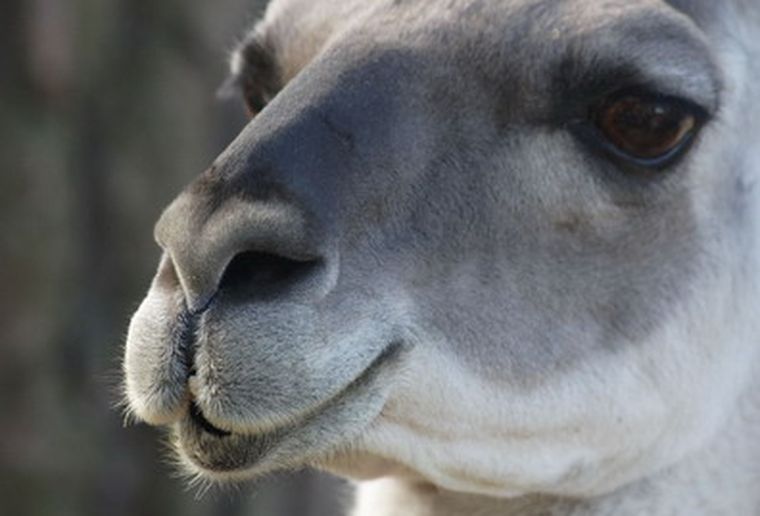El guanaco es una especie protegida en Mendoza. Foto: web