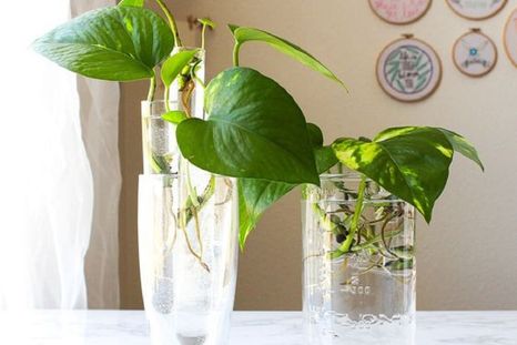 El potus es ideal para cultivar en agua usando la técnica de la hidroponía. Foto: Littlegarden El potus es ideal para cultivar en agua usando la técnica de la hidroponía. Foto: Littlegarden